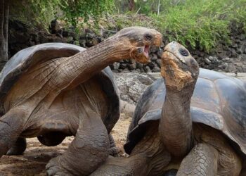 Pourquoi il ne faut pas toucher les tortues ?