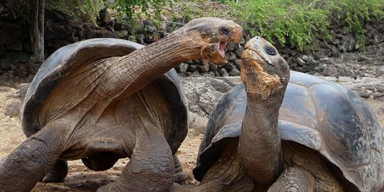 Pourquoi il ne faut pas toucher les tortues ?