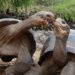 Pourquoi il ne faut pas toucher les tortues ?