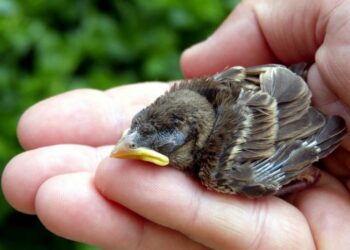 Pourquoi il ne faut pas toucher un oisillon ?
