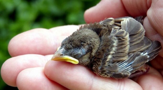 Pourquoi il ne faut pas toucher un oisillon ?