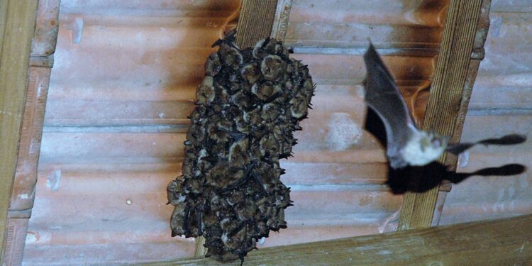 Pourquoi il ne faut pas toucher une Chauve-souris ?