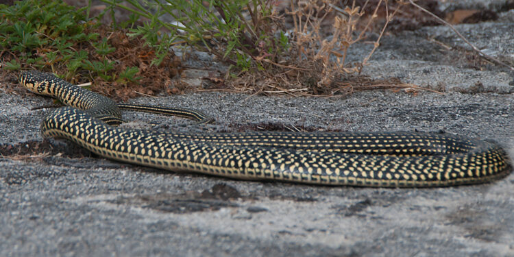 Pourquoi il ne faut pas tuer les couleuvres ?