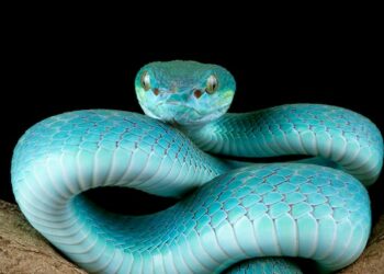 Pourquoi il ne faut pas tuer les couleuvres ?