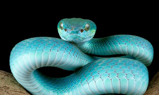 Pourquoi il ne faut pas tuer les couleuvres ?