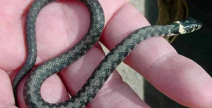 Pourquoi il ne faut pas tuer les couleuvres ?