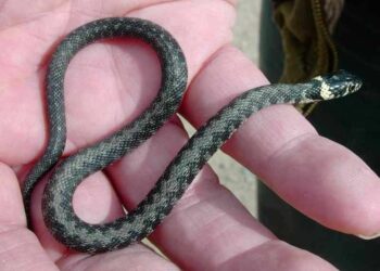 Pourquoi il ne faut pas tuer les couleuvres ?