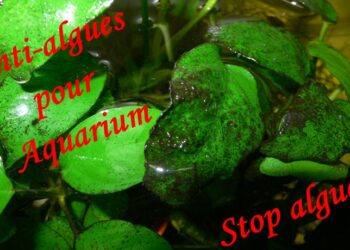 Pourquoi il y a des algues dans mon aquarium ?