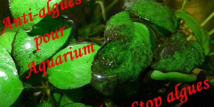 Pourquoi il y a des algues dans mon aquarium ?