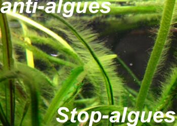 Pourquoi il y a des algues dans mon aquarium ?
