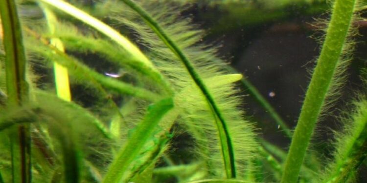 Pourquoi il y a des algues dans mon aquarium ?