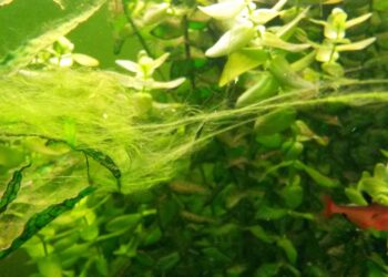 Pourquoi il y a des algues dans mon aquarium ?