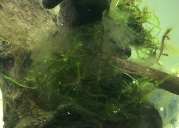 Pourquoi il y a des taches marron dans mon aquarium ?