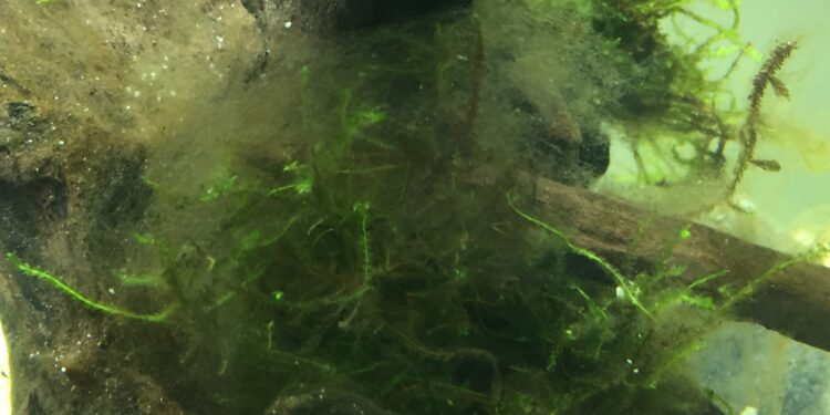 Pourquoi il y a des taches marron dans mon aquarium ?