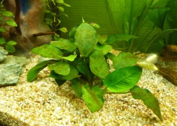 Pourquoi il y a des taches marron dans mon aquarium ?
