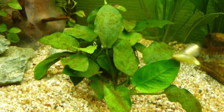 Pourquoi il y a des taches marron dans mon aquarium ?