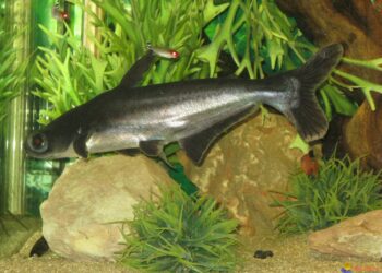 Pourquoi il y a pas de requin blanc dans les aquarium ?