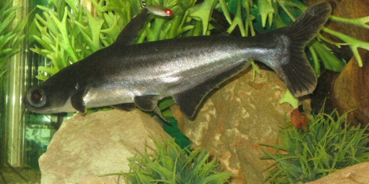 Pourquoi il y a pas de requin blanc dans les aquarium ?