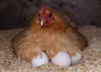 Pourquoi isoler une poule qui couve ?