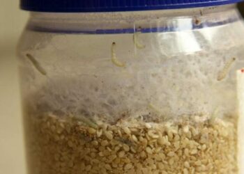 Pourquoi j'ai des algues brunes dans mon aquarium ?