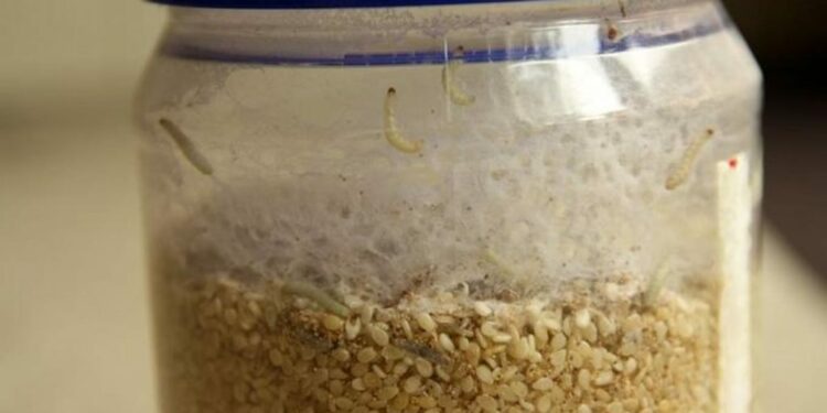 Pourquoi j'ai des algues brunes dans mon aquarium ?