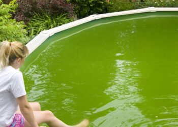 Pourquoi j'ai des algues dans ma piscine ?