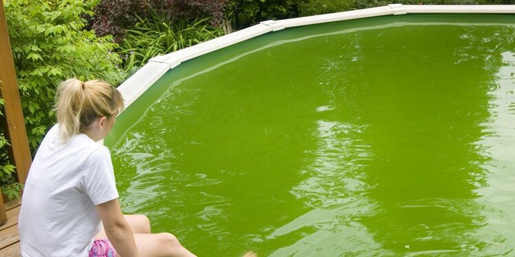 Pourquoi j'ai des algues dans ma piscine ?