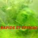Pourquoi j'ai des algues filamenteuses dans mon aquarium ?