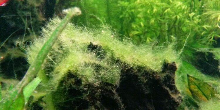 Pourquoi j'ai des algues sur mes plantes d'aquarium ?