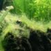 Pourquoi j'ai des algues sur mes plantes d'aquarium ?