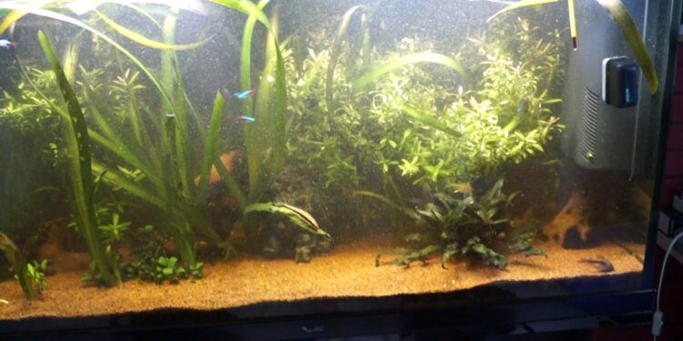 Pourquoi j'ai du vert dans mon aquarium ?