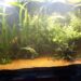 Pourquoi j'ai du vert dans mon aquarium ?