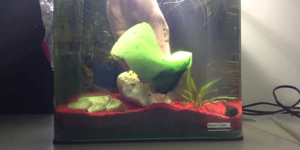Pourquoi j'ai du vert sur les vitres de mon aquarium