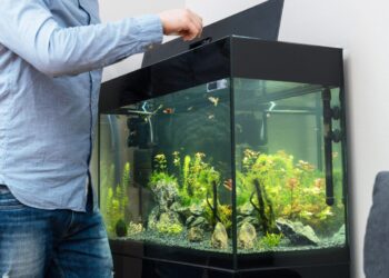 Pourquoi j'ai trop de nitrate dans mon aquarium ?