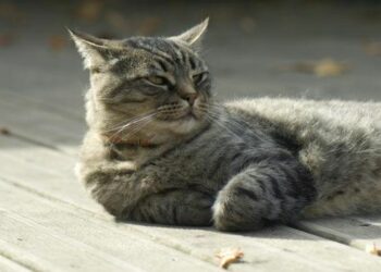 Pourquoi je ne retrouvé pas mon chat ?