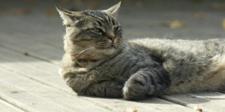 Pourquoi je ne retrouvé pas mon chat ?