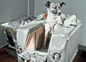 Pourquoi la chienne Laïka Est-elle morte ?