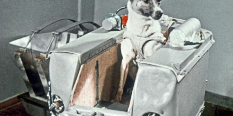 Pourquoi la chienne Laïka Est-elle morte ?