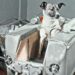 Pourquoi la chienne Laïka Est-elle morte ?