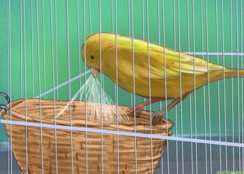 Pourquoi la femelle canari bat des ailes ?