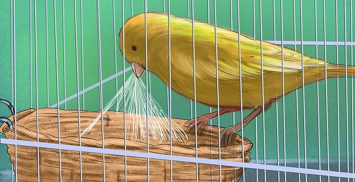 Pourquoi la femelle canari bat des ailes ?