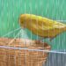 Pourquoi la femelle canari bat des ailes ?