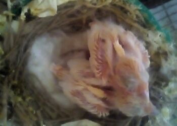 Pourquoi la femelle canari bat des ailes ?