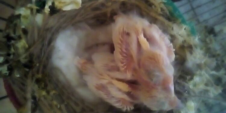 Pourquoi la femelle canari bat des ailes ?