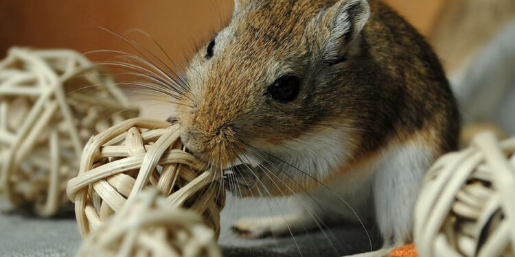 Pourquoi la gerbille gratte ?