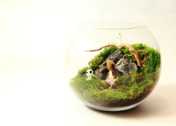 Pourquoi la mousse de mon terrarium devient marron ?