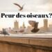 Pourquoi la peur des oiseaux ?