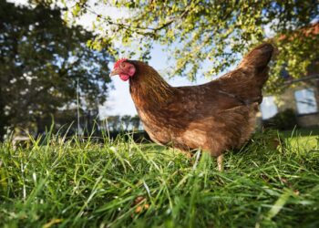 Pourquoi la poule ne vole pas comme les autres oiseaux ?