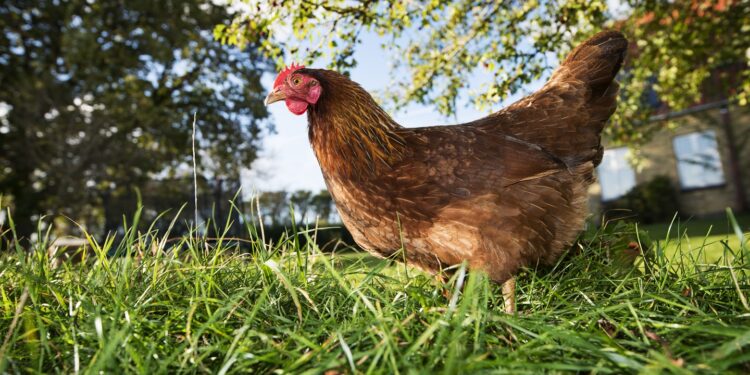 Pourquoi la poule ne vole pas comme les autres oiseaux ?