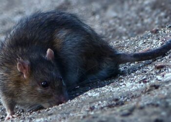 Pourquoi la queue de rat ?